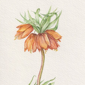 Оранжевые цветы