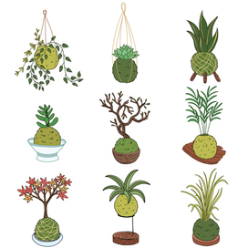 Иконки кокедама, модное растение