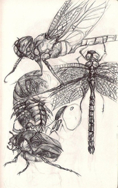 Ничего лишнего, просто стрекоза