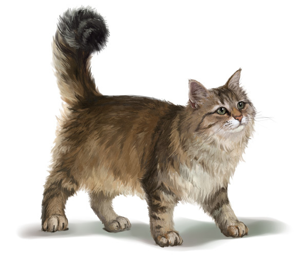 Сибирский кот