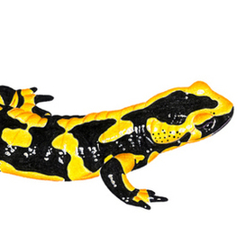 саламандра