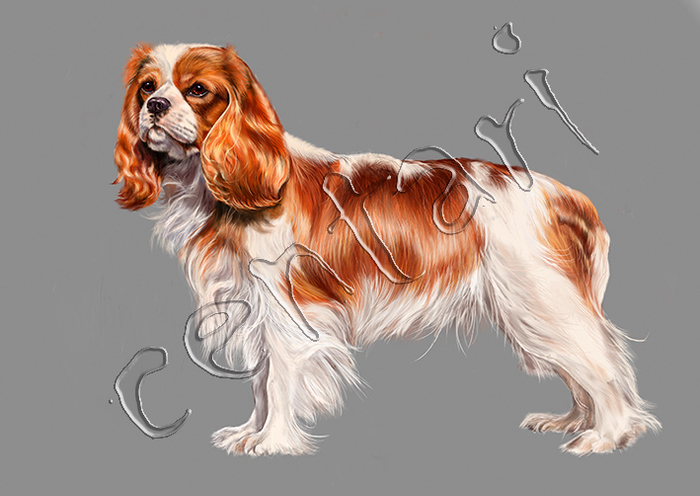 King Charles Spaniel