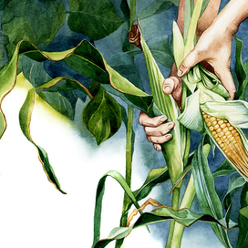 Кукуруза