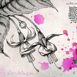 Открытка "Фуксия"