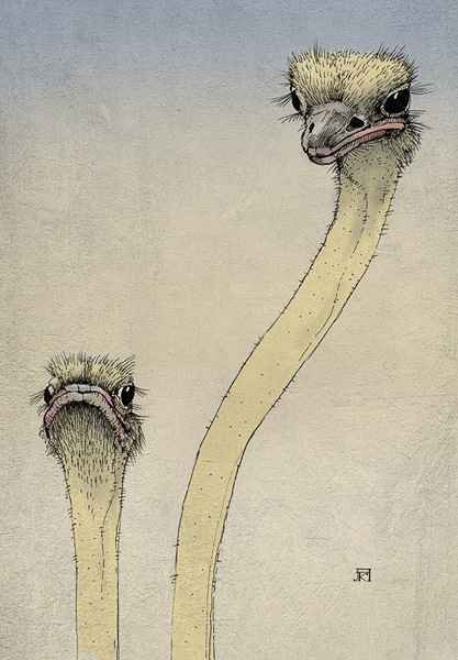 Ostriches