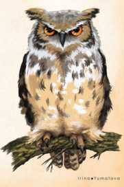 Сова неизвестной породы)