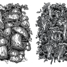 Иллюстрации из серии "Грибы"