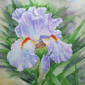 Голубой ирис.