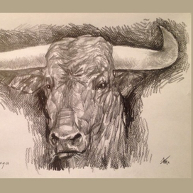 Бычье рыло (бычачий фейс)