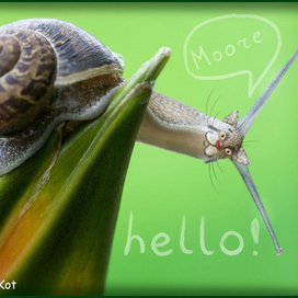 котоулитка