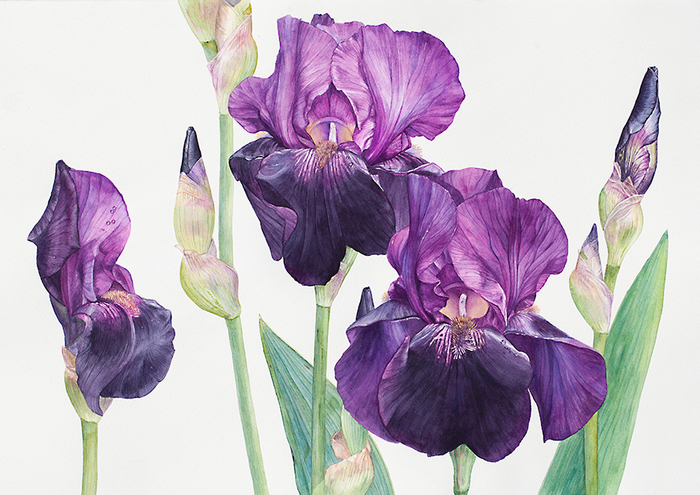 Ирисы после дождя