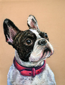 Французский бульдог