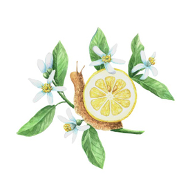 Лимонная улитка