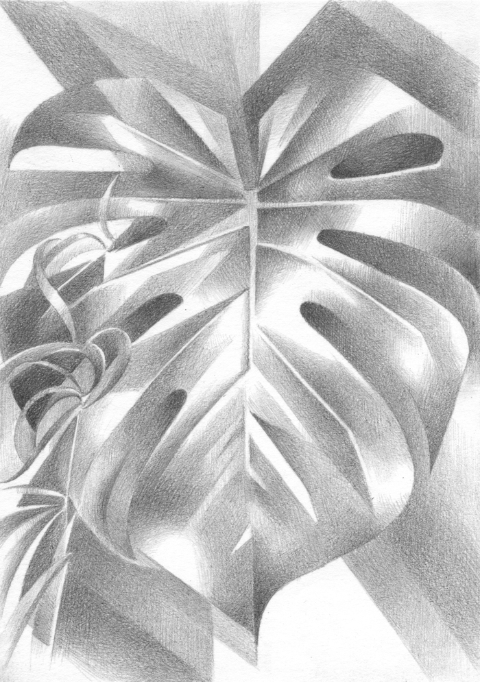 Лист монстеры