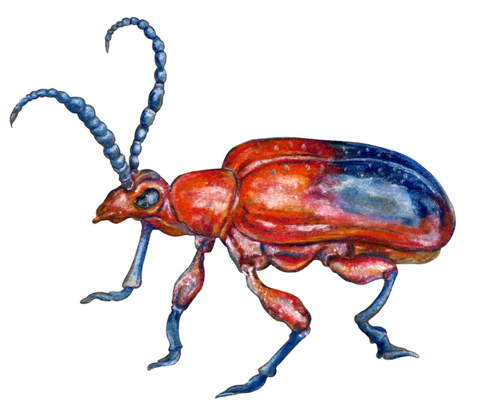 Жук трещалка