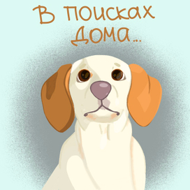 В поисках дома