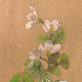 земляника цветёт