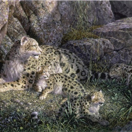 Бесснежные барсы.