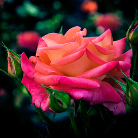 Садовая роза. Грузия 