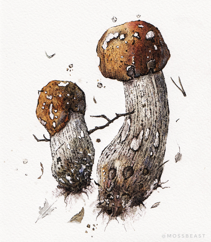 Реалистичные Грибы