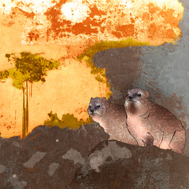 Африка. Даманы.