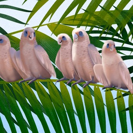 Попугаи на пальмовой ветке