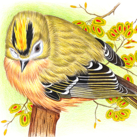 королек желтоголовый