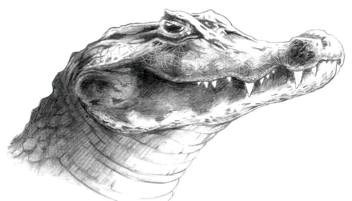 Крокодил