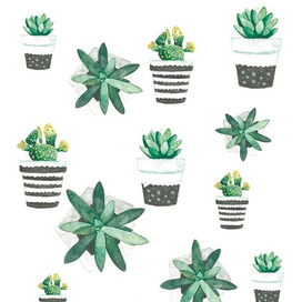 Горшочки суккулентов