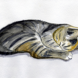 Sleeping tiger