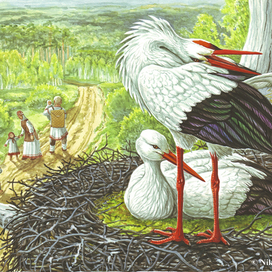 Чадонос - красный нос.