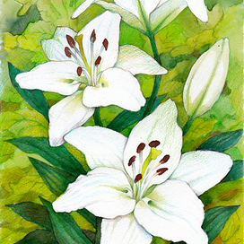 Белые лилии