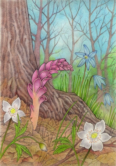 Петров крест