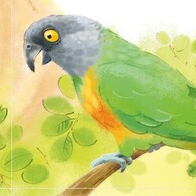 Встерились краснолицый и сенегальский ...