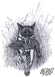 Лиса с добычей