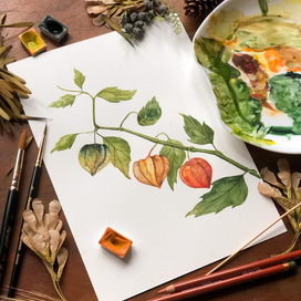 Три физалиса