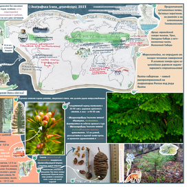 Инфографика о деревьях (фрагмент)
