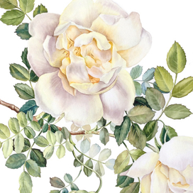 Белый шиповник