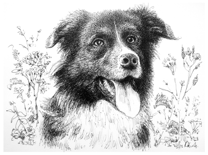 Бордер колли Брауни