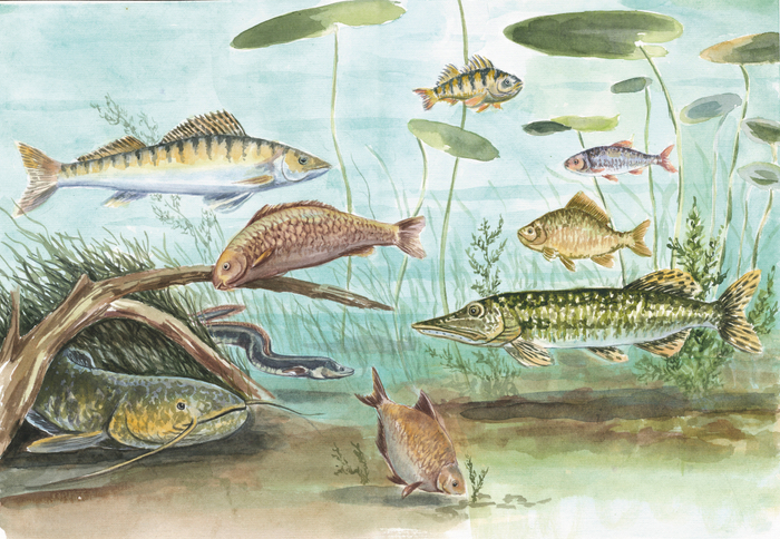 Иллюстрация для книги "Кто поймался, дедушка?"