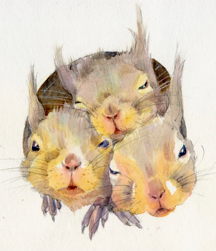 Бельчата в скворечнике