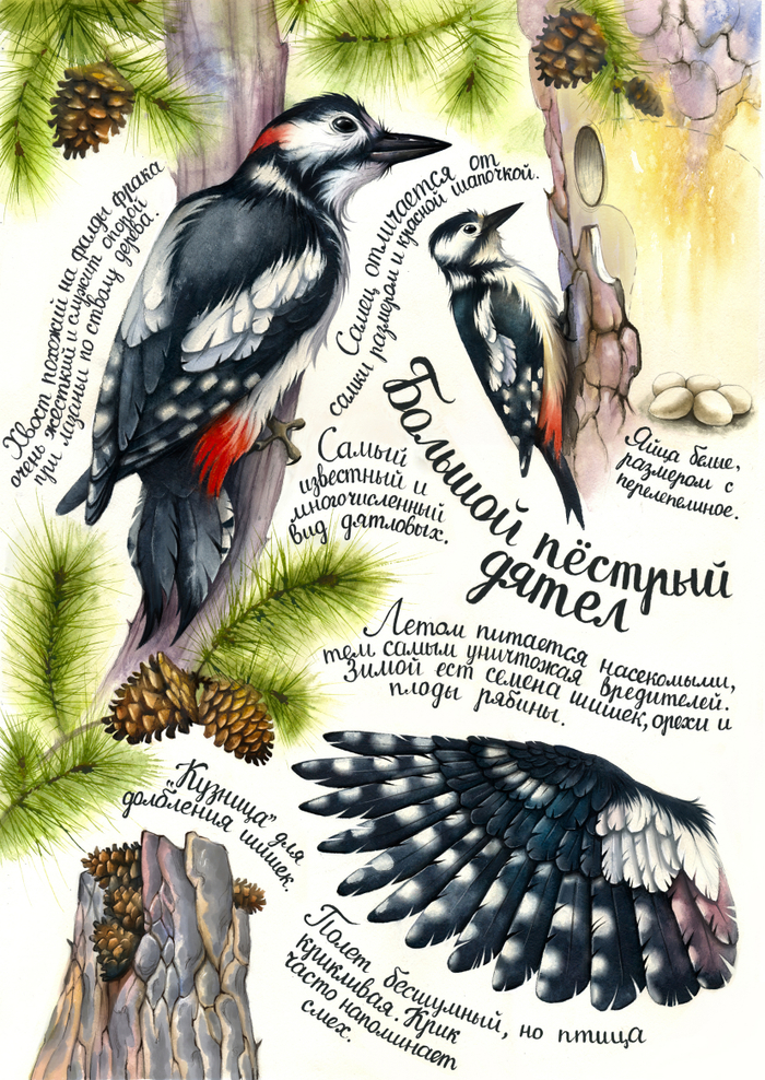 Большой пестрый дятел