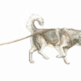 Аляскинский маламут