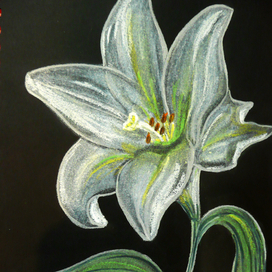 Белая лилия