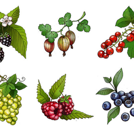 Ягоды