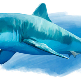 Иллюстрация для книги Брема «Жизнь животных» «Акула»