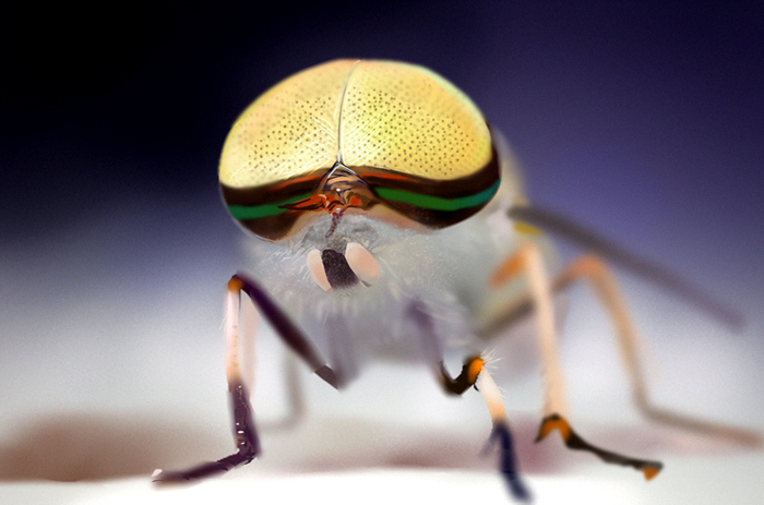 Товарищ слепень