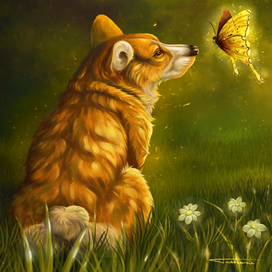 Солнечный корги