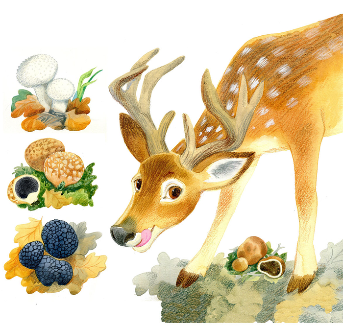 Кто трюфель? Для книги И. Даниловой "Грибной вождь"