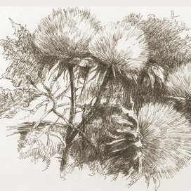 СУХОЙ СОРНЯК